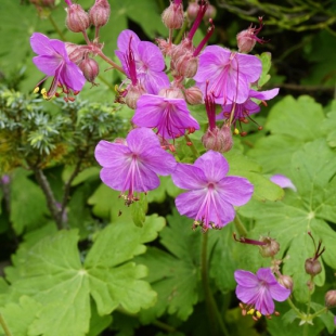 Geranium macrorrhiza